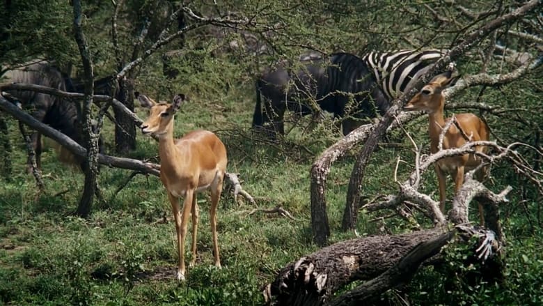 кадр из фильма African Bambi