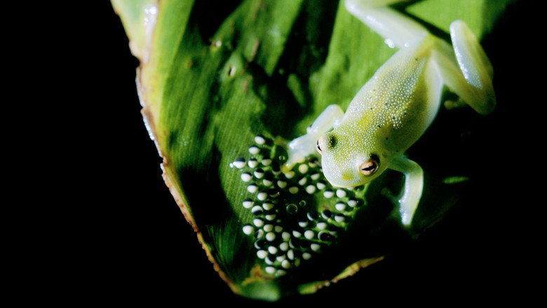 Mysteries of the Rainforest