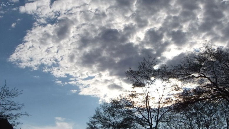 кадр из фильма Clouds and Trees