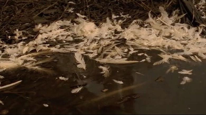 кадр из фильма 人妻集団暴行致死事件