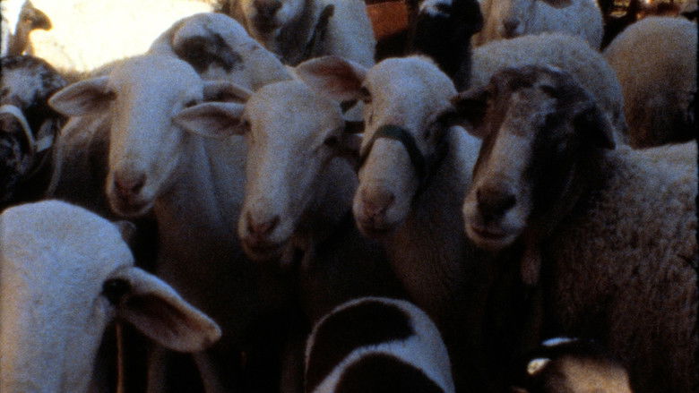 кадр из фильма Bang Bang Stefi!