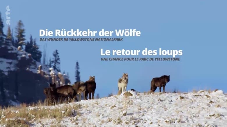 кадр из фильма Die Rückkehr der Wölfe: Das Wunder im Yellowstone-Nationalpark