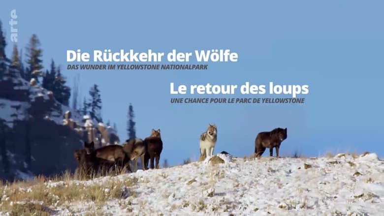 Die Rückkehr der Wölfe: Das Wunder im Yellowstone-Nationalpark