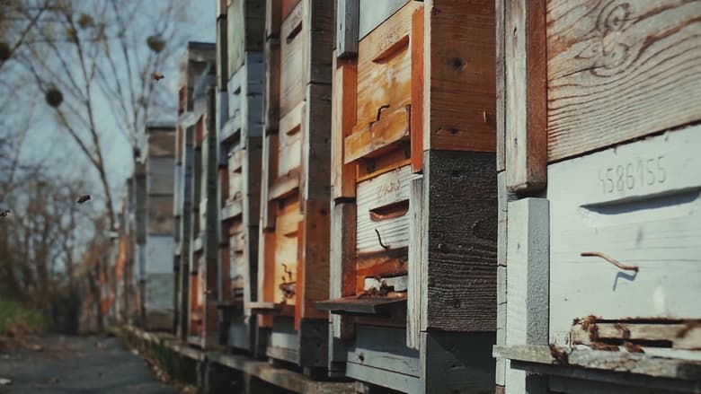 кадр из фильма Egy év a méhesben