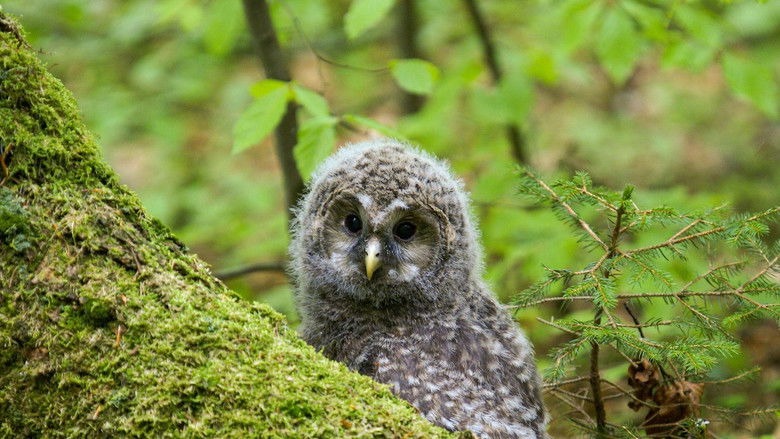 кадр из фильма Der wilde Wald