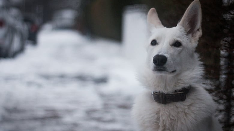 кадр из фильма Snow Puppy