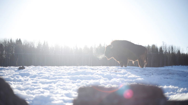 кадр из фильма Visenten - Den Bortglömda Jätten