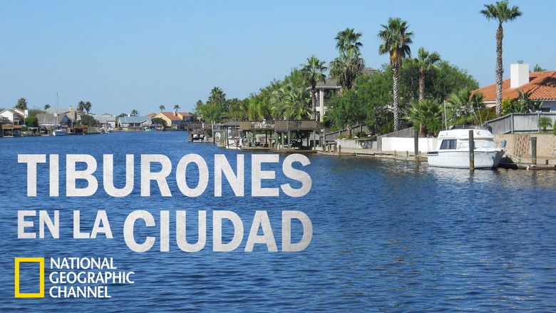 кадр из фильма Sharks in the City: Bull Sharks in the Backyard