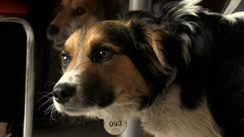 кадр из фильма 犬と戦争: ウクライナで私が見たこと