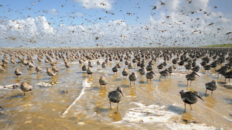 кадр из фильма Im Licht der Sandbank