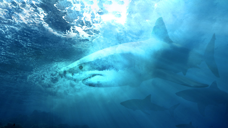 кадр из фильма Акула - хищник в камуфляже