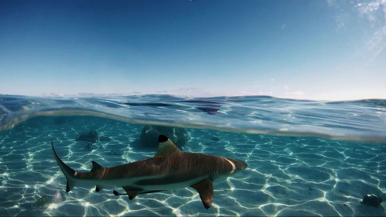 кадр из фильма Des anges des hommes