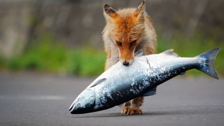 Gift from the Ice - Japan's Wild North