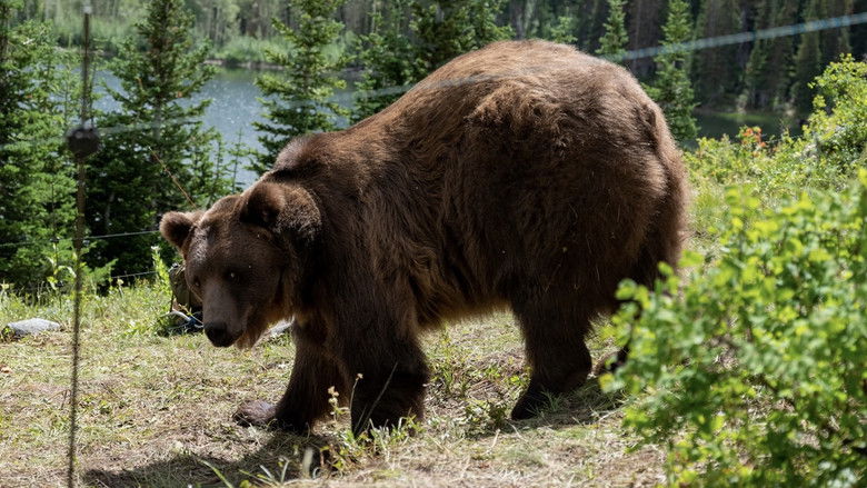 кадр из фильма Ночь гризли