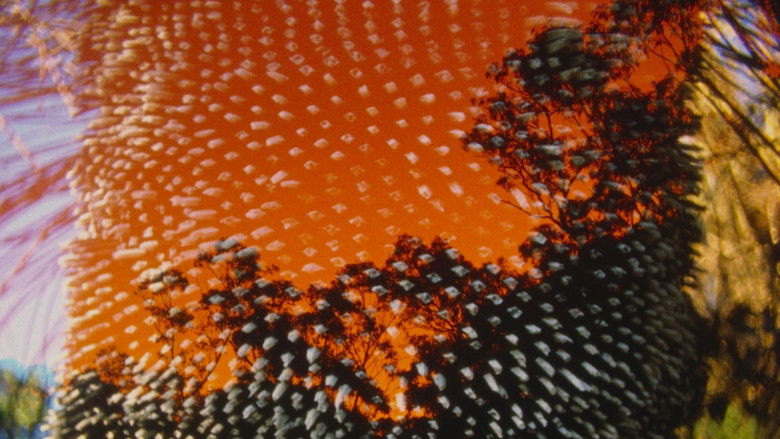 кадр из фильма Archipelago of Earthen Bones — To Bunya