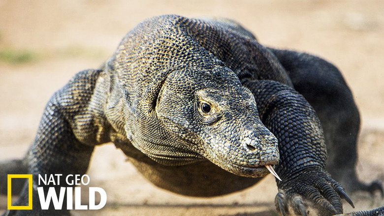 кадр из фильма Les monstres de Komodo : une histoire d'amour