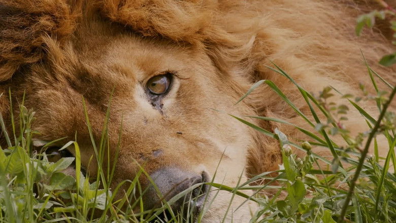 кадр из фильма L’ultimo spettacolo