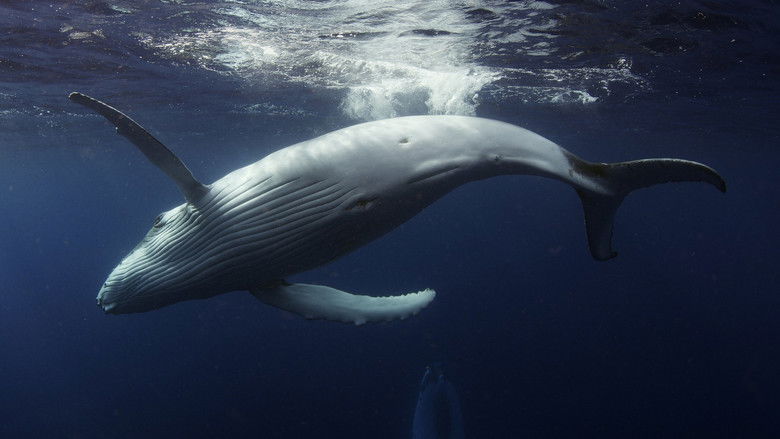 кадр из фильма Ocean Odyssey