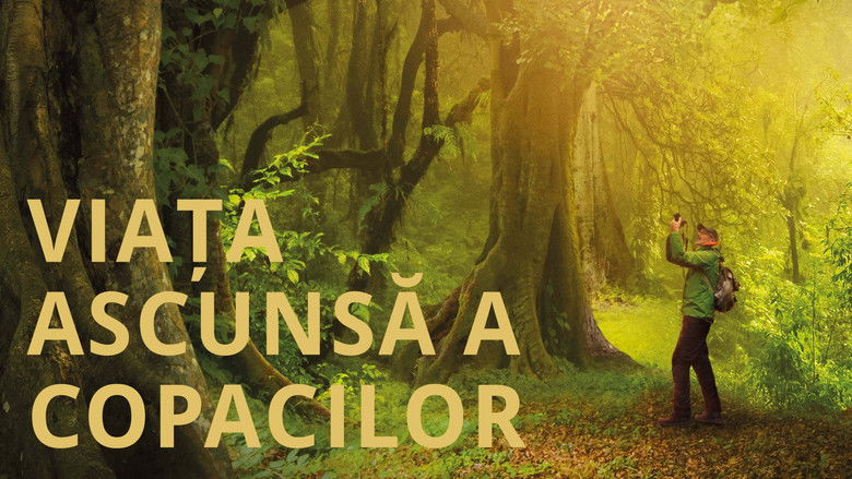 кадр из фильма Das geheime Leben der Bäume