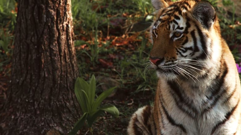 кадр из фильма Tigre de Sibérie, seigneur sans frontières