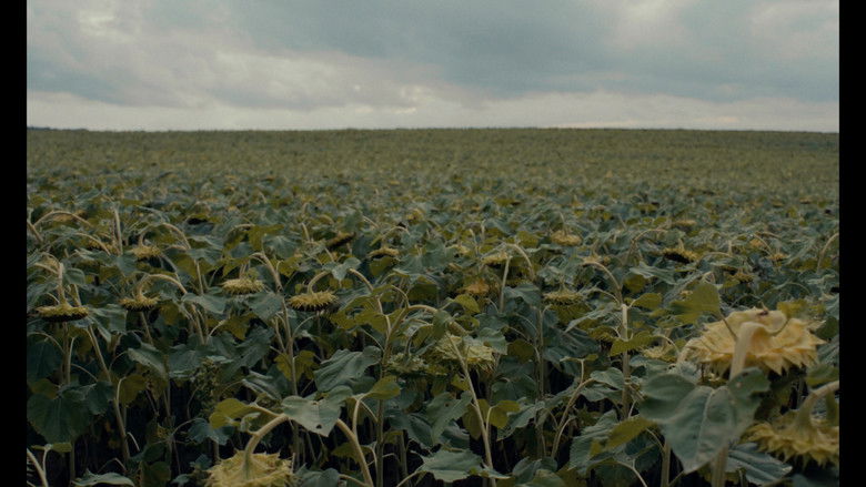 кадр из фильма les grillons.