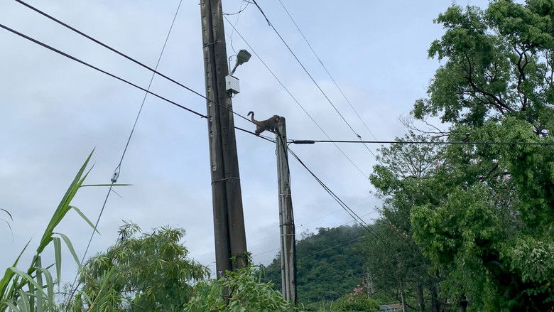 кадр из фильма 情人果