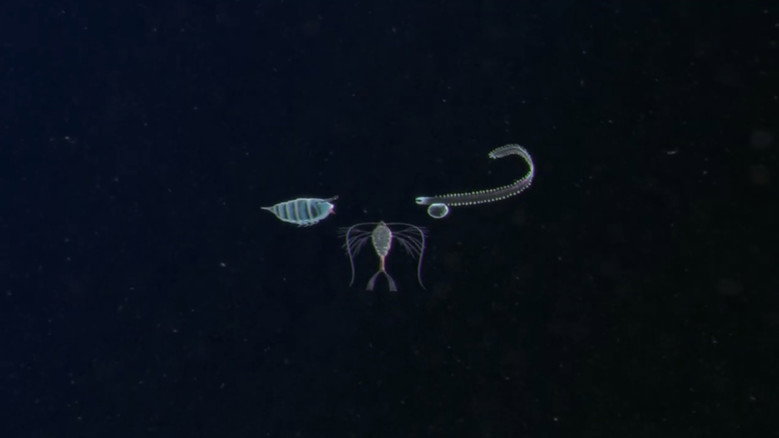 кадр из фильма Plankton