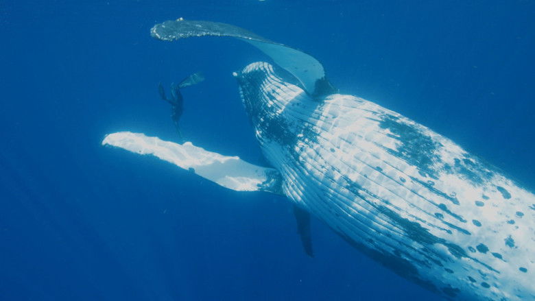 кадр из фильма Guillaume Néry, le souffle de l'océan