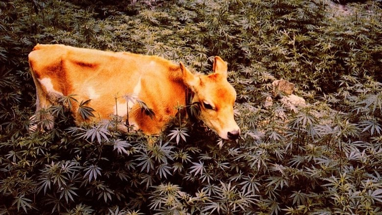 кадр из фильма L'erba proibita