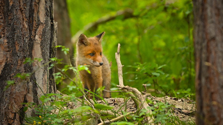 кадр из фильма The Secret Life of Fox Cubs