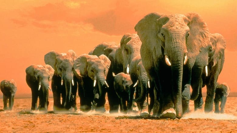 Africa's Elephant Kingdom