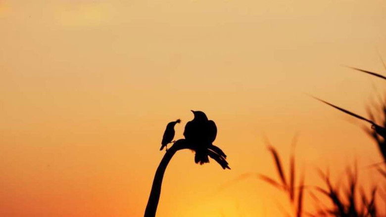 кадр из фильма Vogelperspektiven