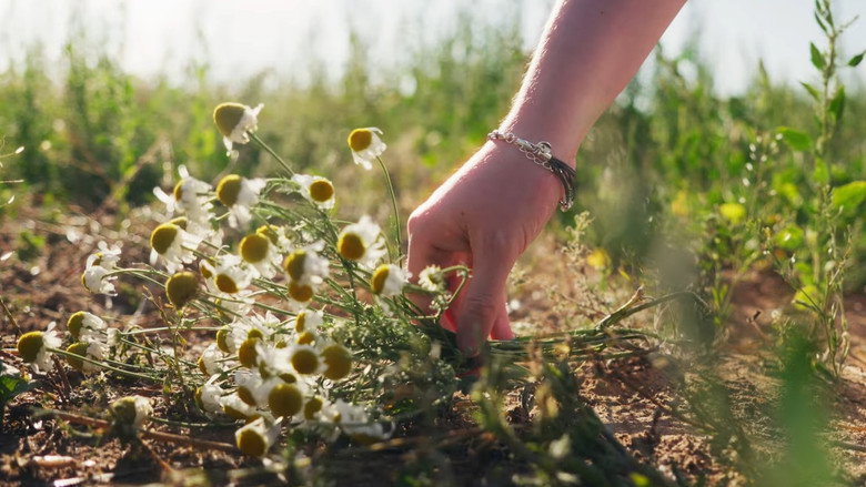 кадр из фильма The Day Before the Grass Dies