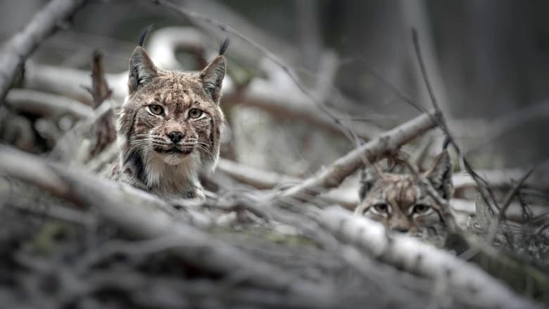 кадр из фильма Vincent Munier, éternel émerveillé