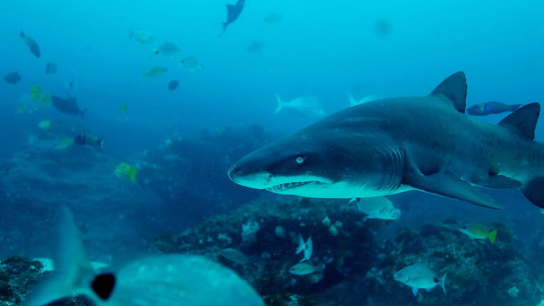 кадр из фильма Царство больших акул