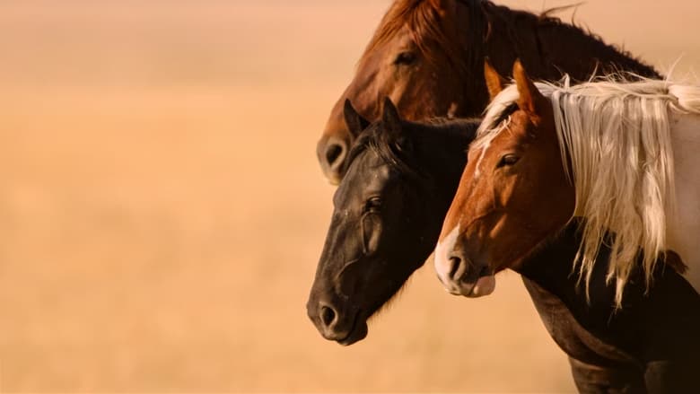 кадр из фильма Wild Beauty: Mustang Spirit of the West