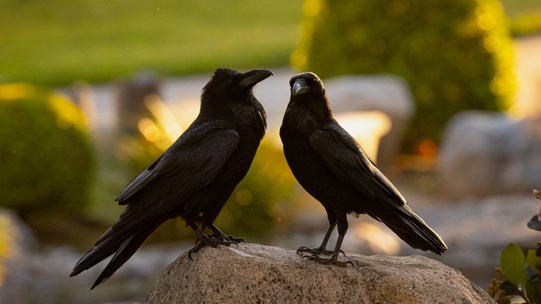 кадр из фильма What Ravens Do
