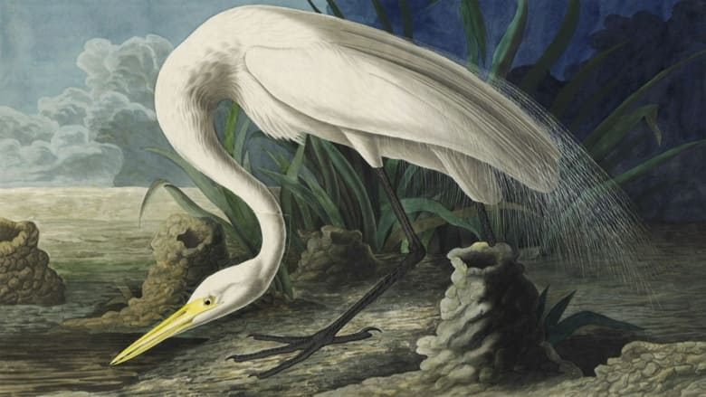 кадр из фильма Audubon