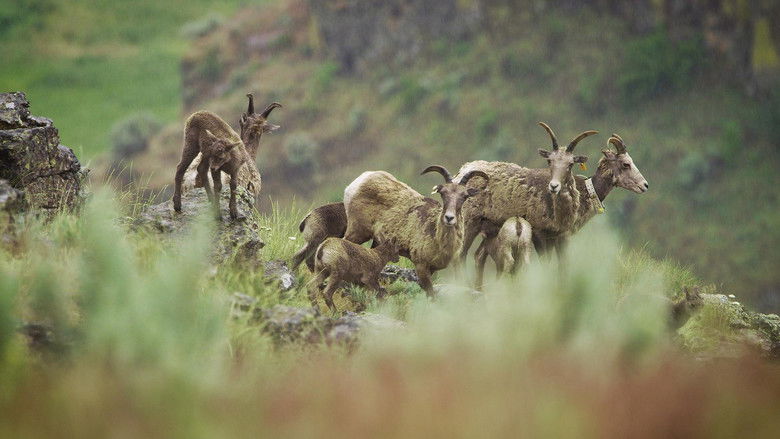 кадр из фильма Wild & Wool