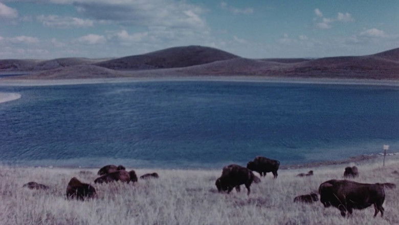 Concerto for Water, Sun and Wilderness