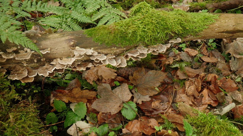 кадр из фильма The Leap Beneath