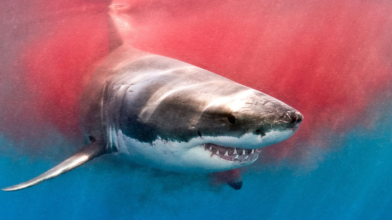 кадр из фильма The Search for the Ocean's Super Predator