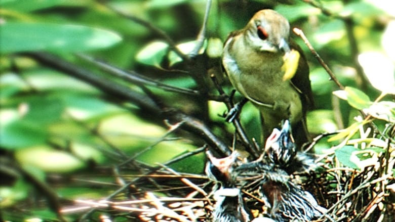 кадр из фильма Nature's Half Acre