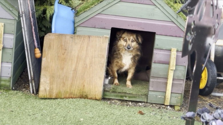 кадр из фильма Scruffy Dogs