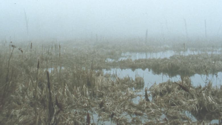 кадр из фильма Early Spring Wetlands