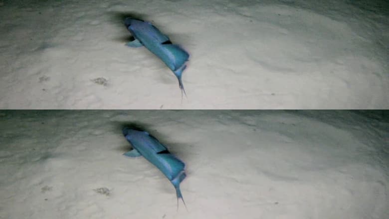 кадр из фильма Погружение - Том 1: Жизнь в затонувшем корабле