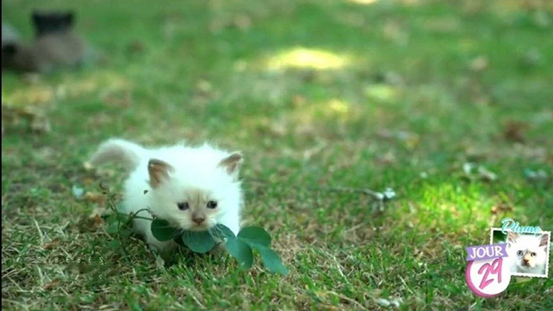 Bébés chats - Les 100 premiers jours de leur vie