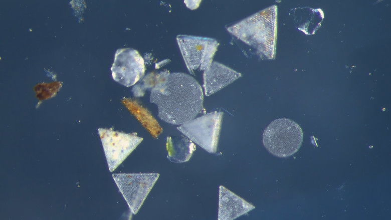 кадр из фильма Testerep