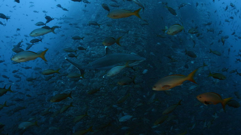 кадр из фильма Der wilde Pazifik - Die Schönheit des Lebens