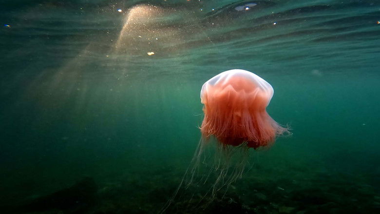 кадр из фильма Pepe taucht ab